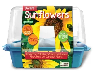 Dwarf Sunflowers